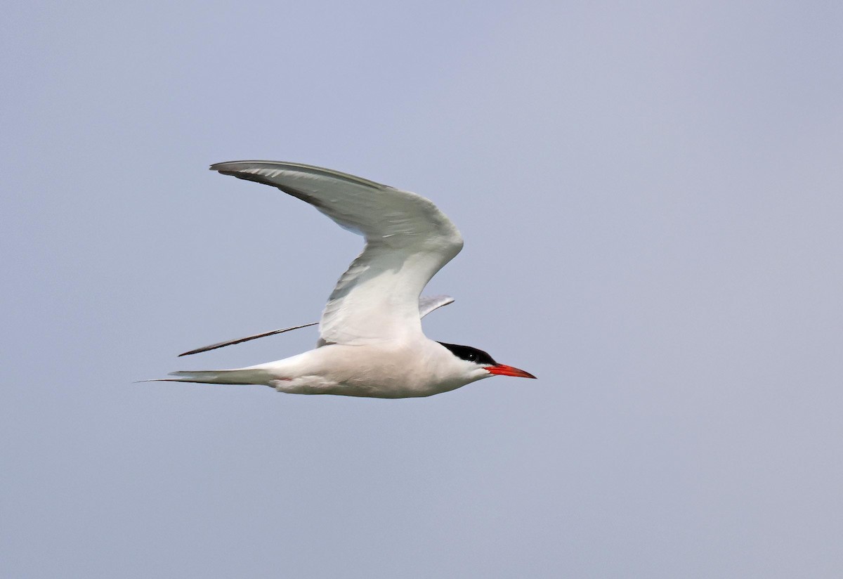 Common Tern - ML621834131