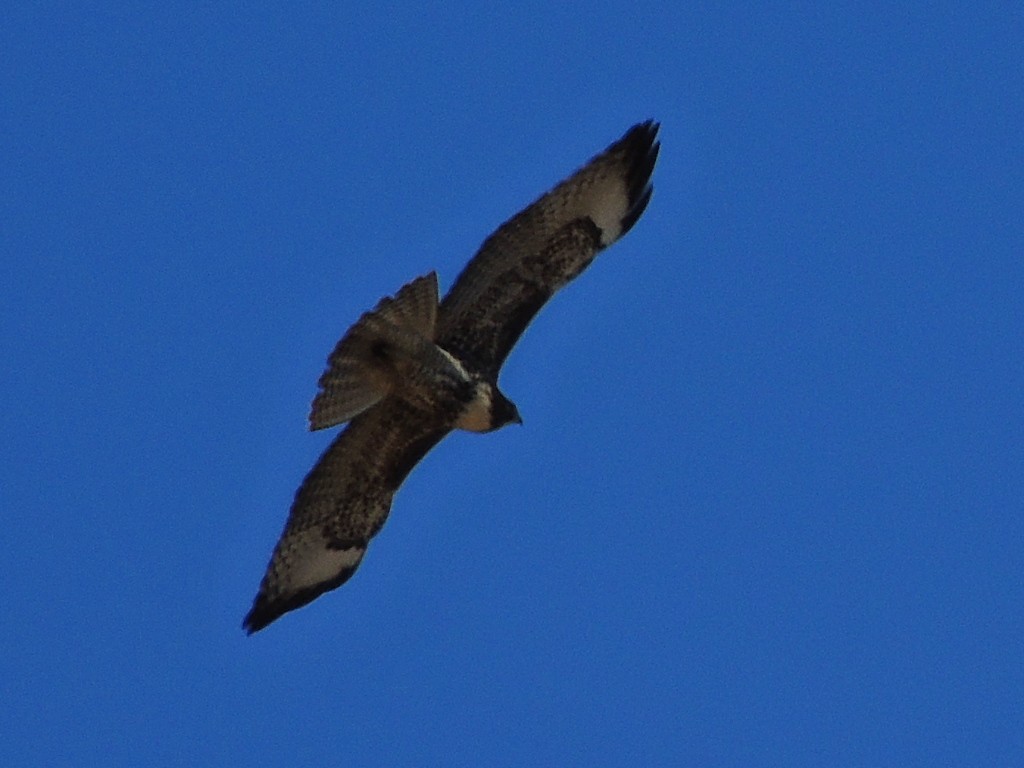 Red-tailed Hawk - ML621834132