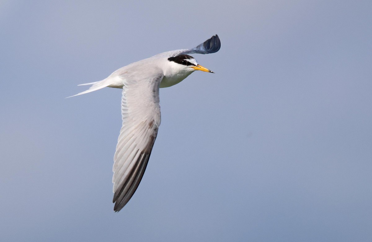 Little Tern - ML621834133