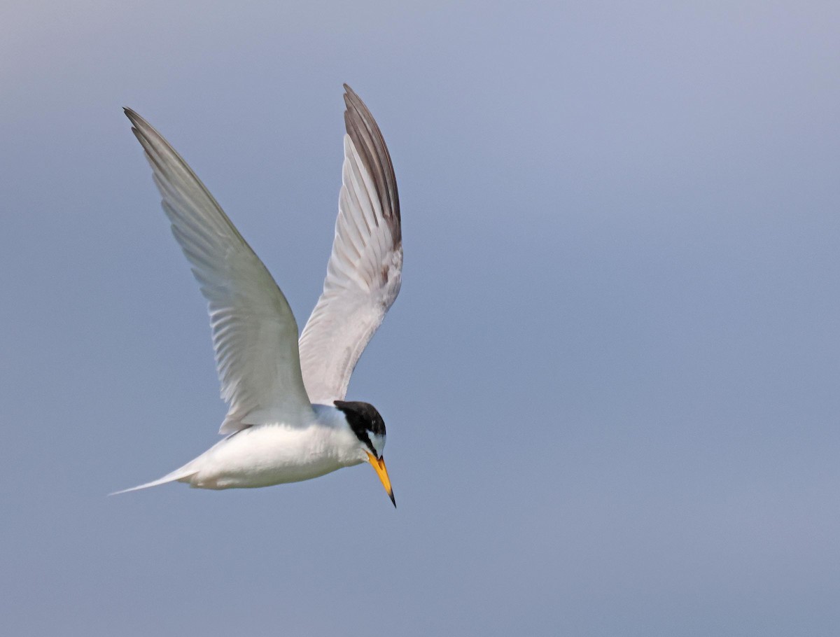 Little Tern - Peter Boesman