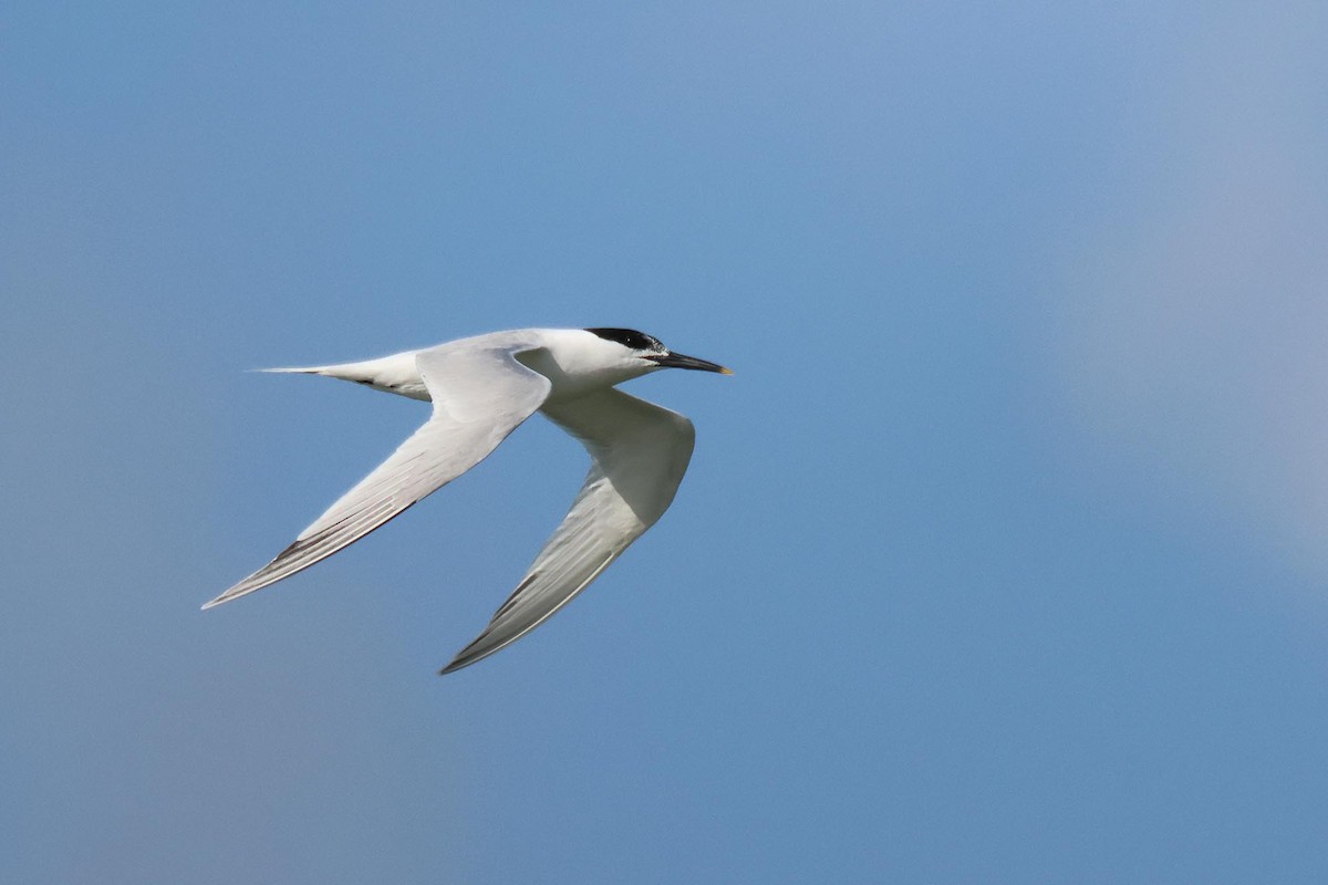 Sandwich Tern - ML621834141