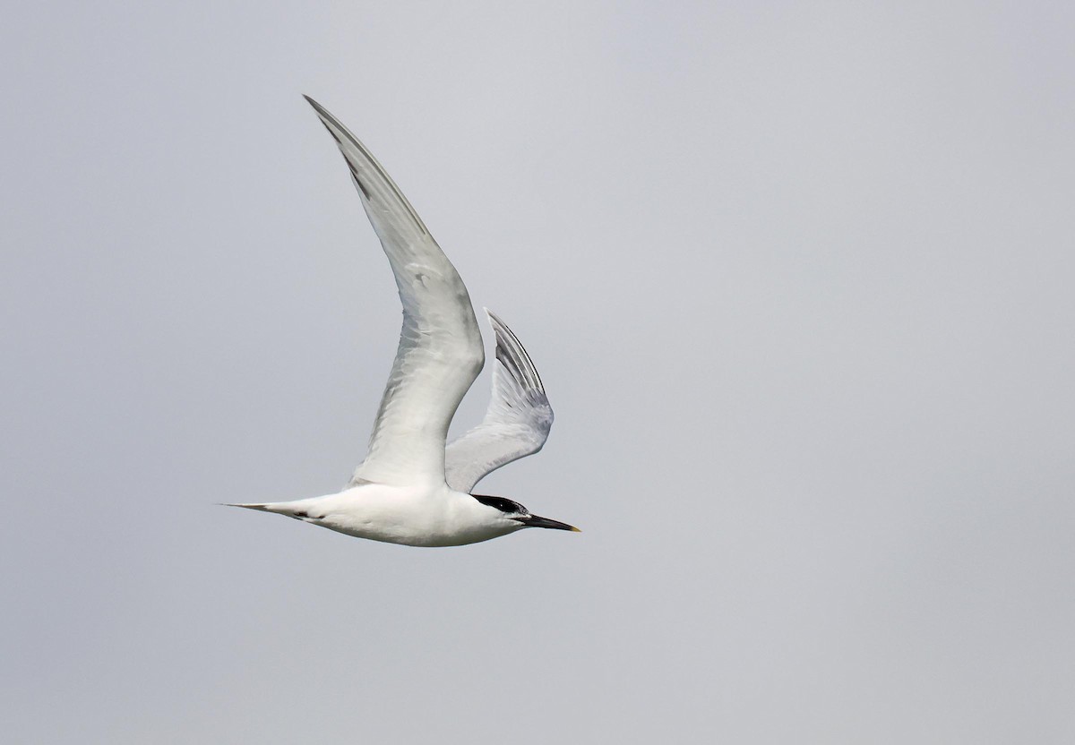 Sandwich Tern - ML621834142