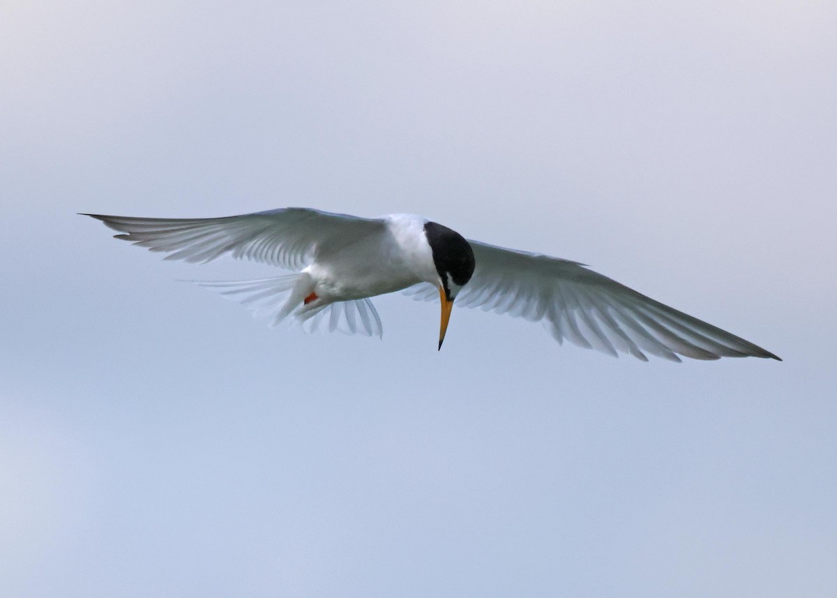 Little Tern - ML621834143