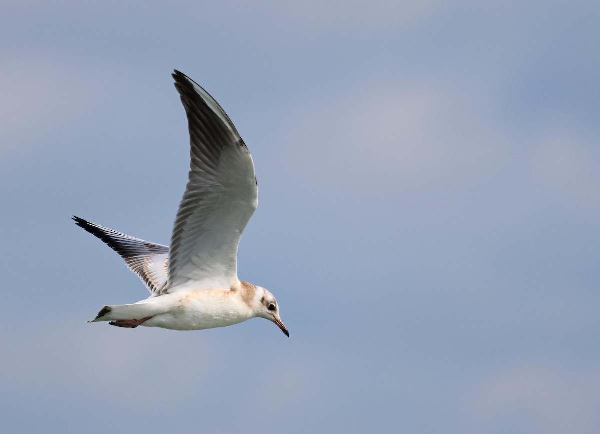 Black-headed Gull - ML621834146