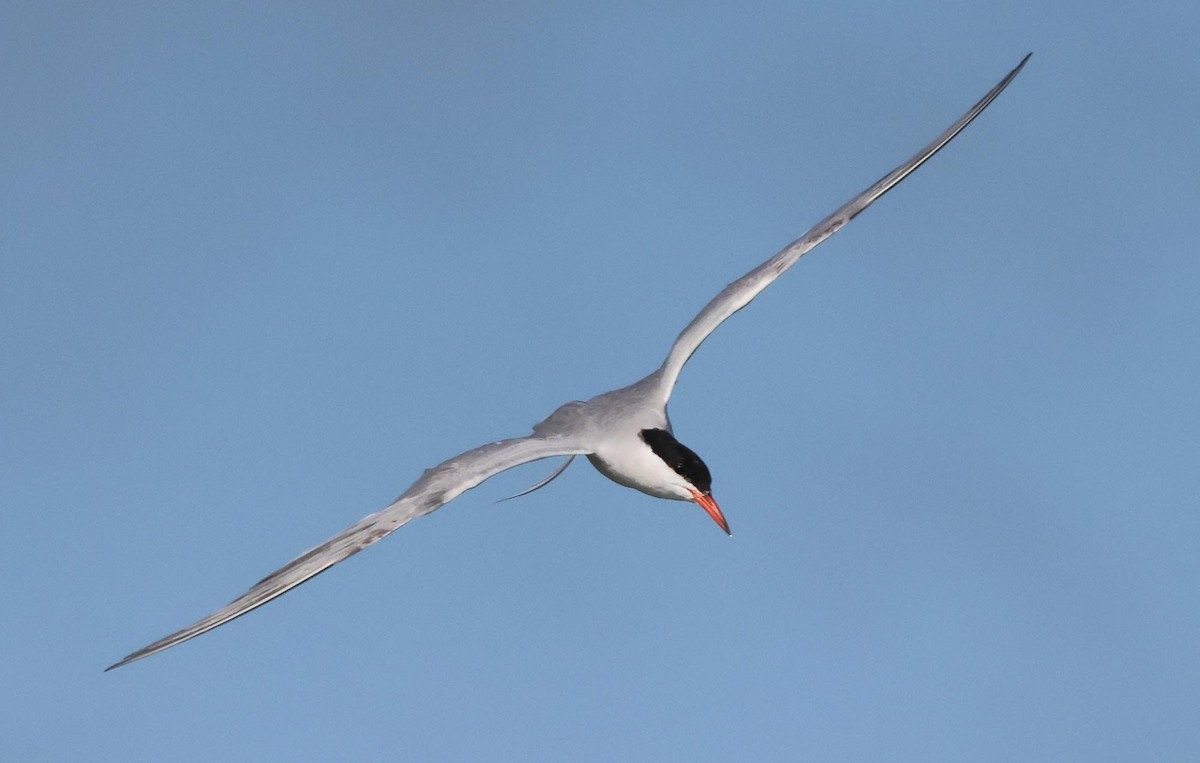 Common Tern - ML621834147