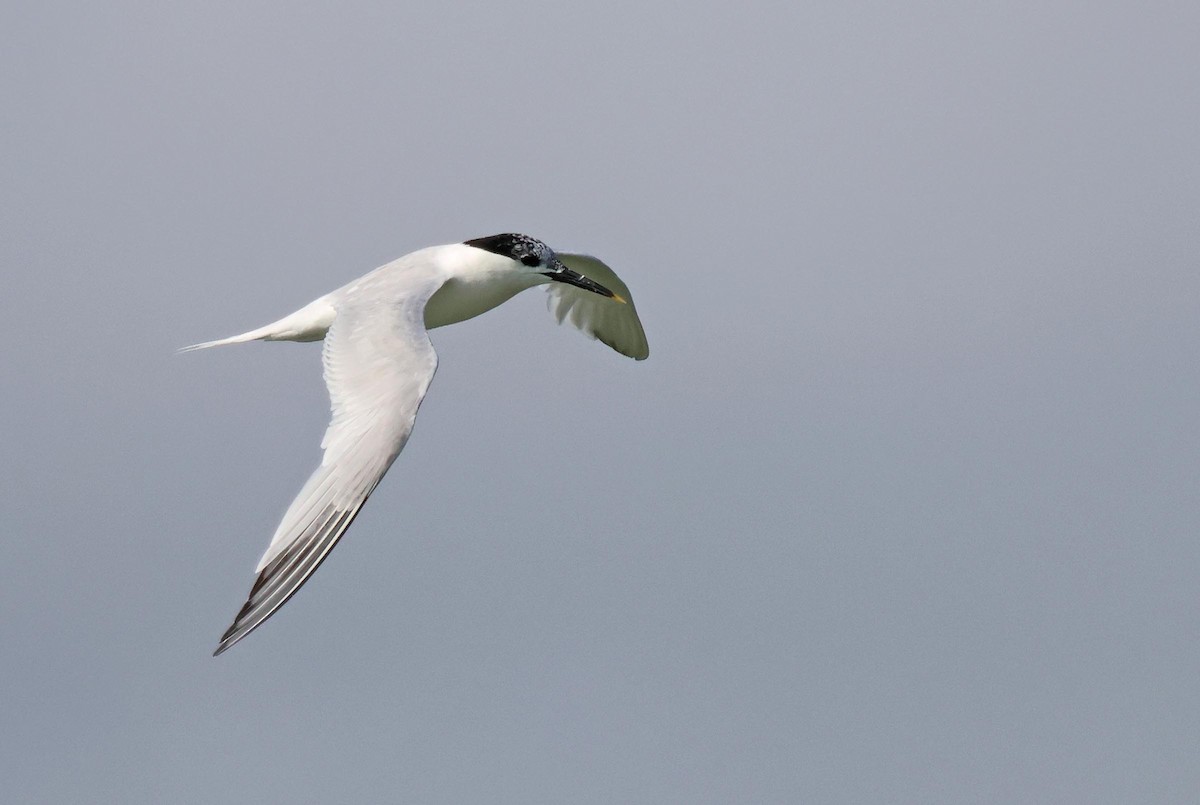 Sandwich Tern - ML621834149