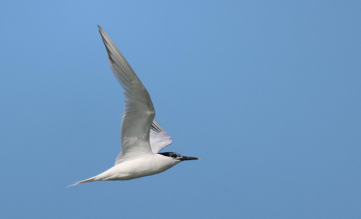 Sandwich Tern - ML621834150