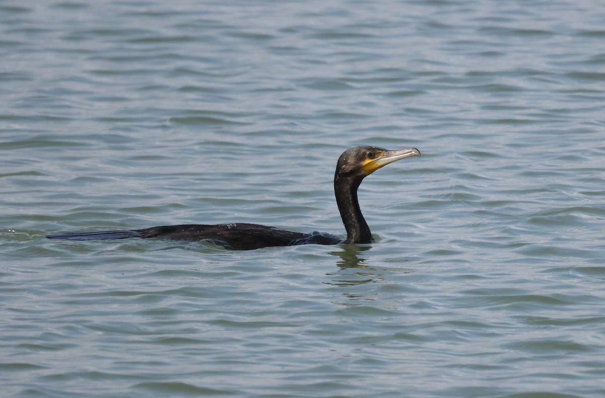 Great Cormorant - ML621834153