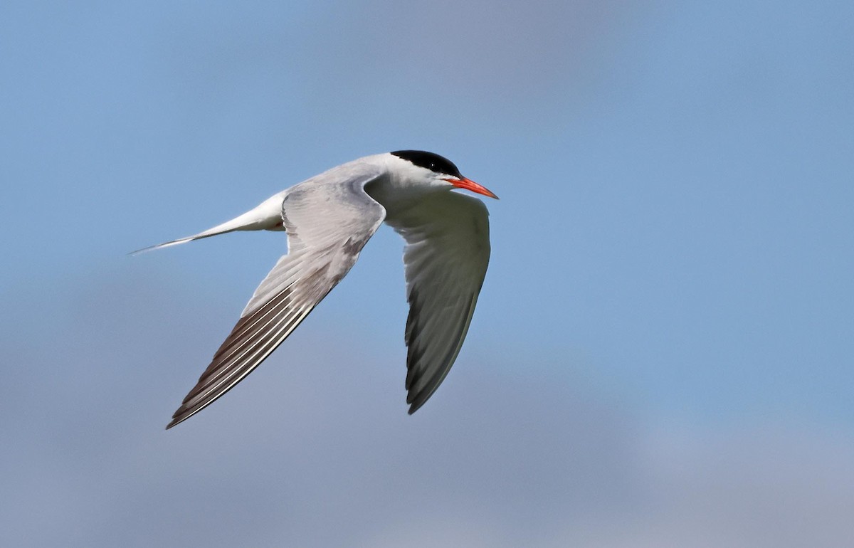 Common Tern - ML621834157