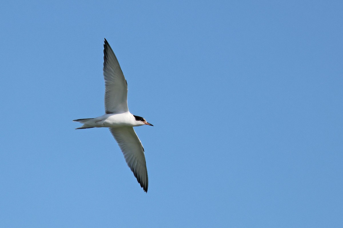 Common Tern - ML621834158