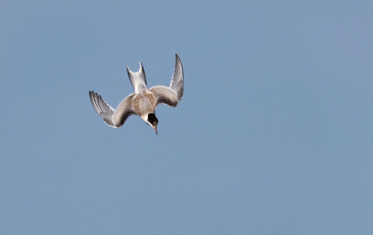 Common Tern - ML621834159