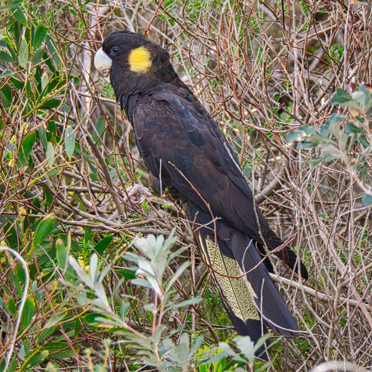 Yellow-tailed Black-Cockatoo - ML621834252