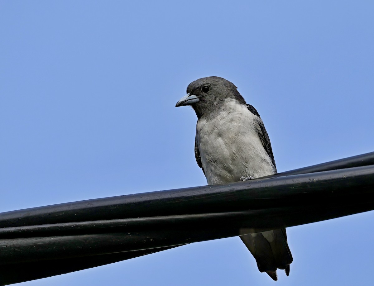 White-breasted Woodswallow - ML621834256