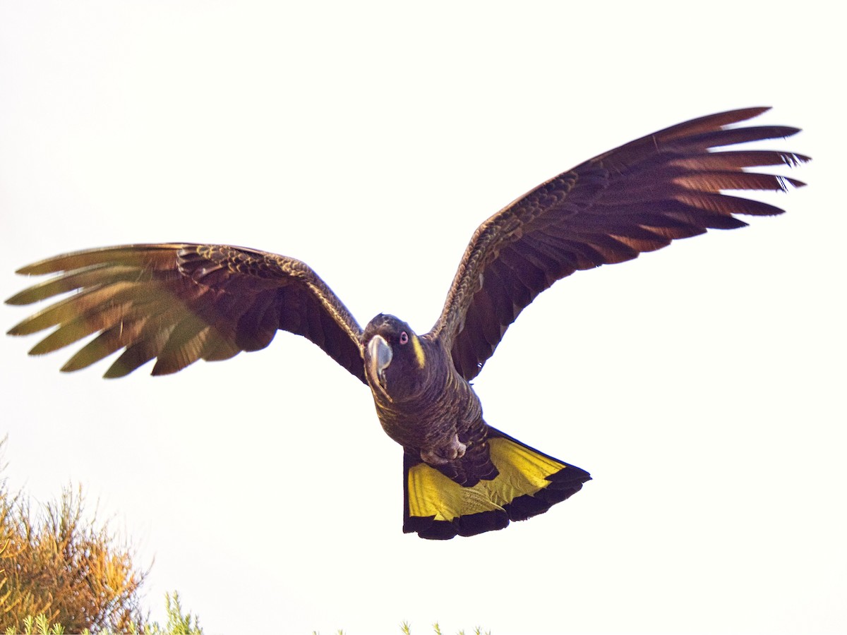 Yellow-tailed Black-Cockatoo - ML621834257