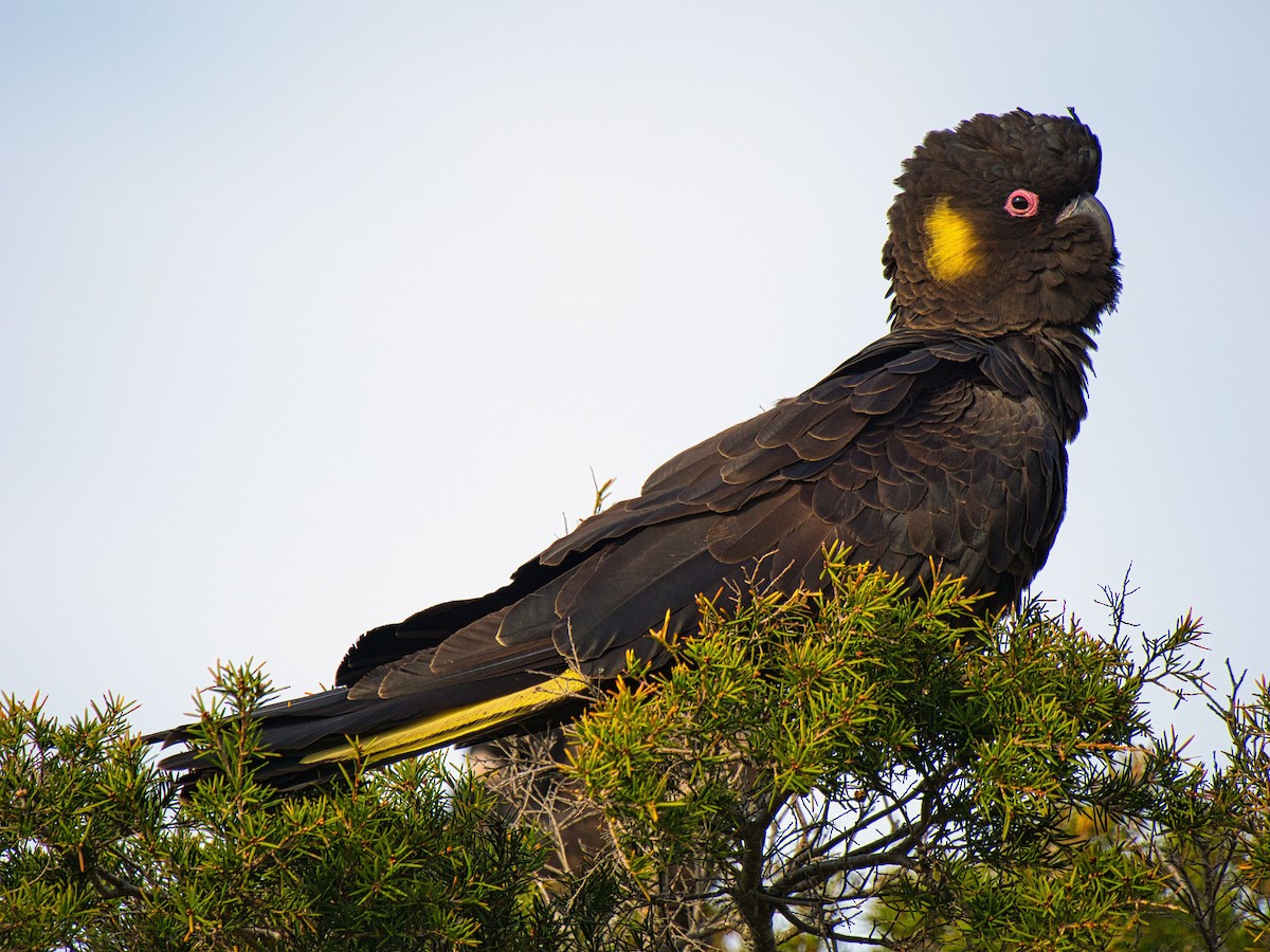 Yellow-tailed Black-Cockatoo - ML621834264