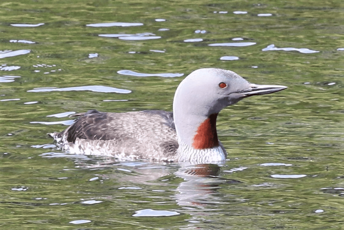 Red-throated Loon - ML621834279