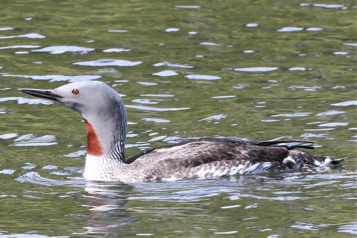 Red-throated Loon - ML621834280