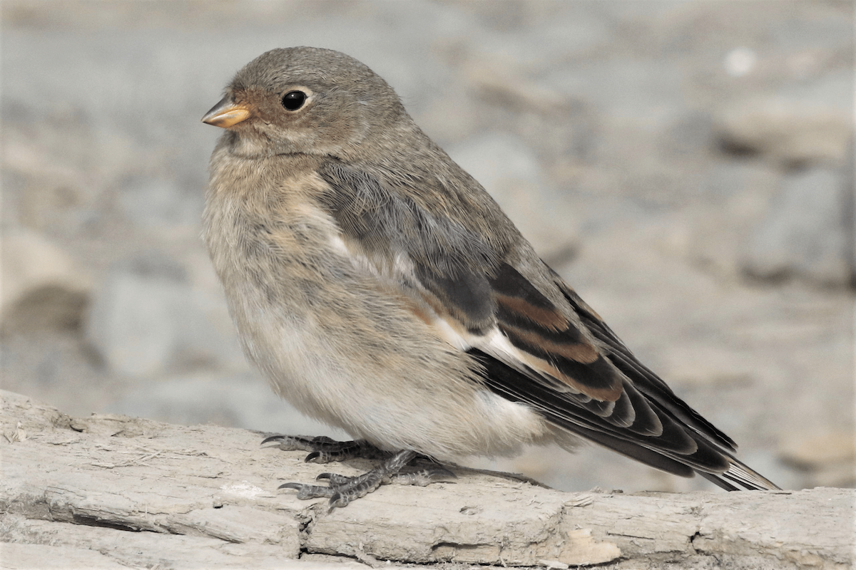 Snow Bunting - ML621834288
