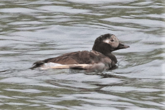 Long-tailed Duck - ML621834318