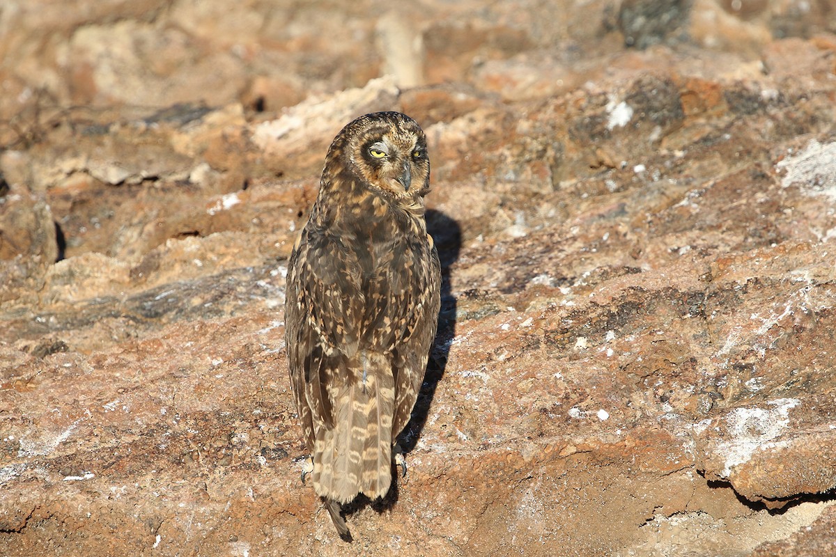 Short-eared Owl (Galapagos) - ML621834359