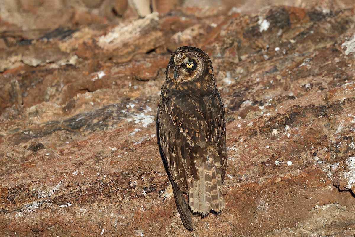 Short-eared Owl (Galapagos) - ML621834366