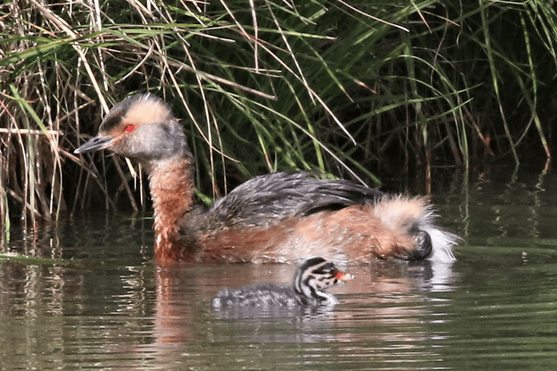 Horned Grebe - Jaume Campderròs "Txumi"
