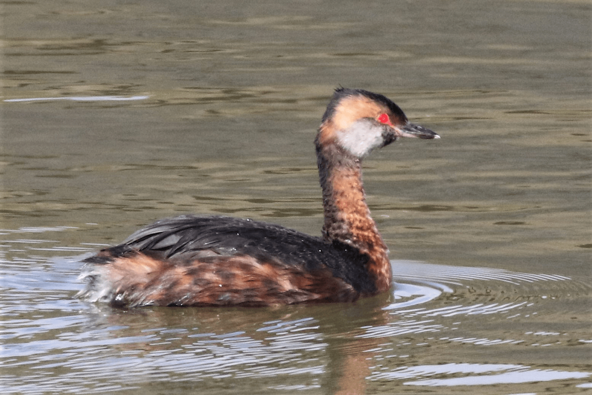 Horned Grebe - Jaume Campderròs "Txumi"