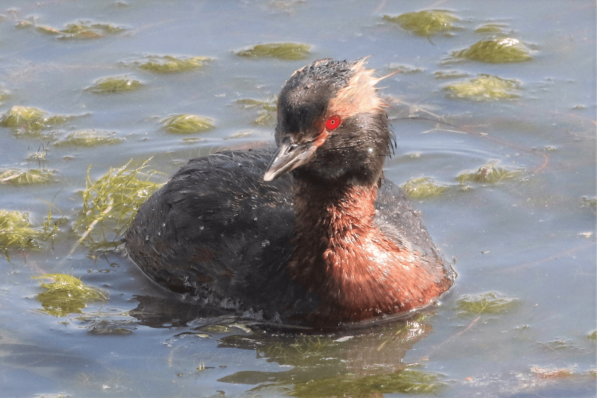 Horned Grebe - ML621834369