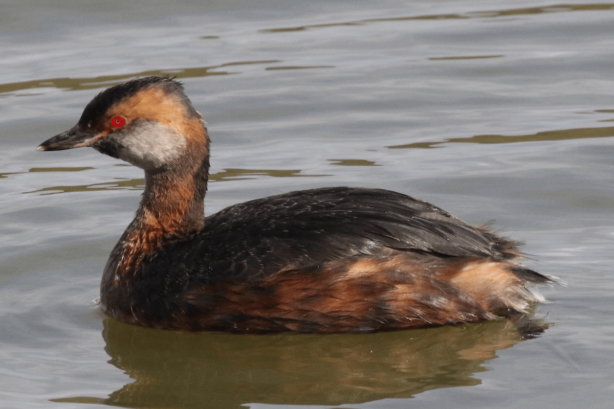 Horned Grebe - ML621834370