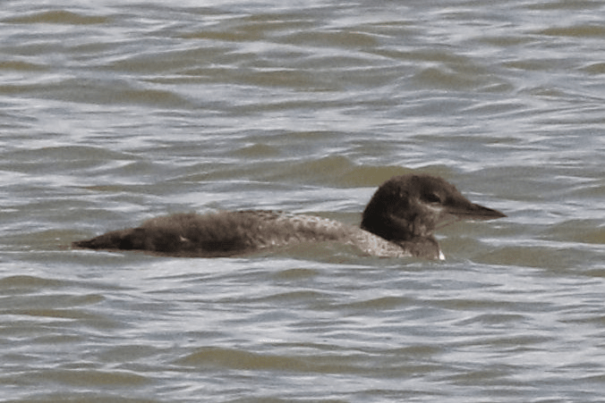 Common Loon - ML621834374