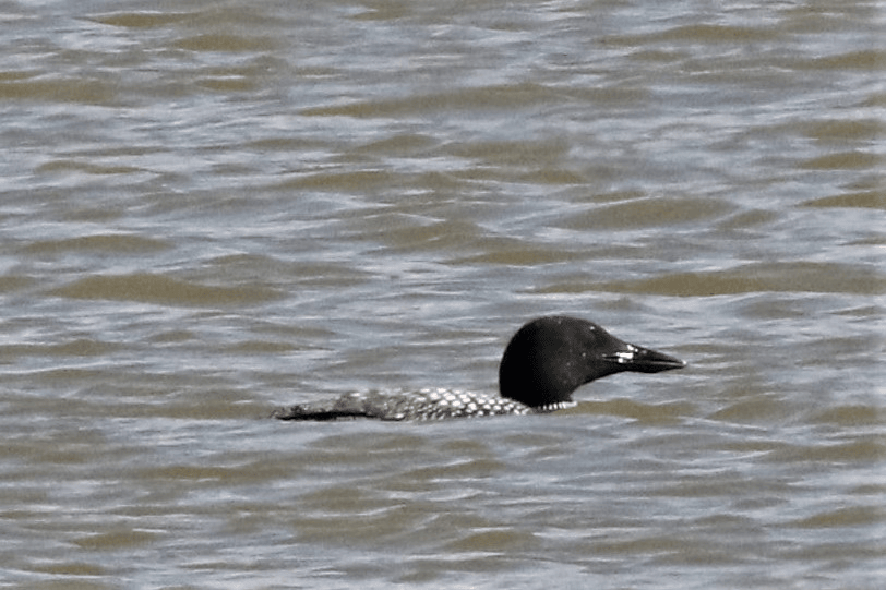 Common Loon - ML621834375