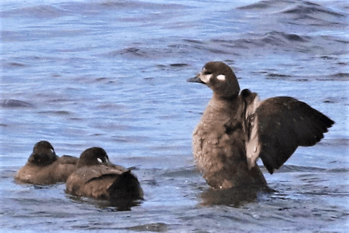 Harlequin Duck - ML621834381