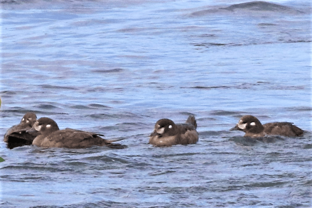 Harlequin Duck - ML621834382