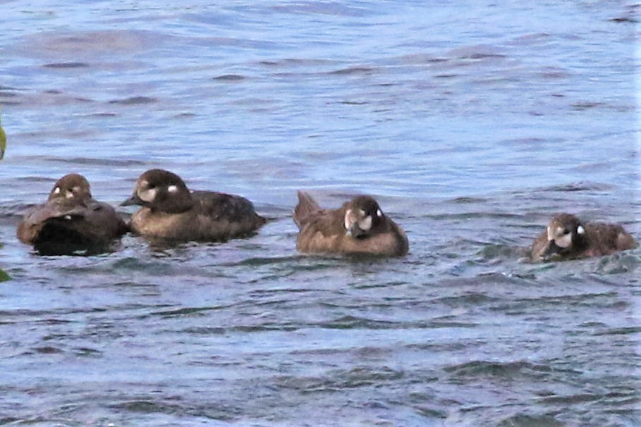 Harlequin Duck - ML621834383