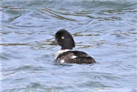 Barrow's Goldeneye - Jaume Campderròs "Txumi"