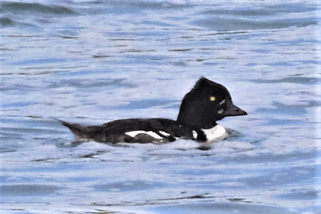 Barrow's Goldeneye - ML621834386