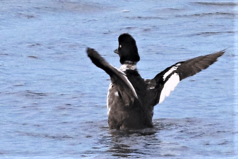 Barrow's Goldeneye - ML621834387