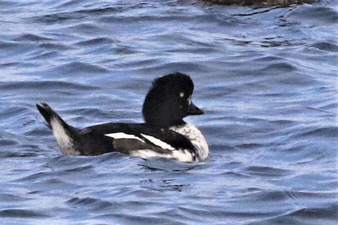 Barrow's Goldeneye - ML621834388