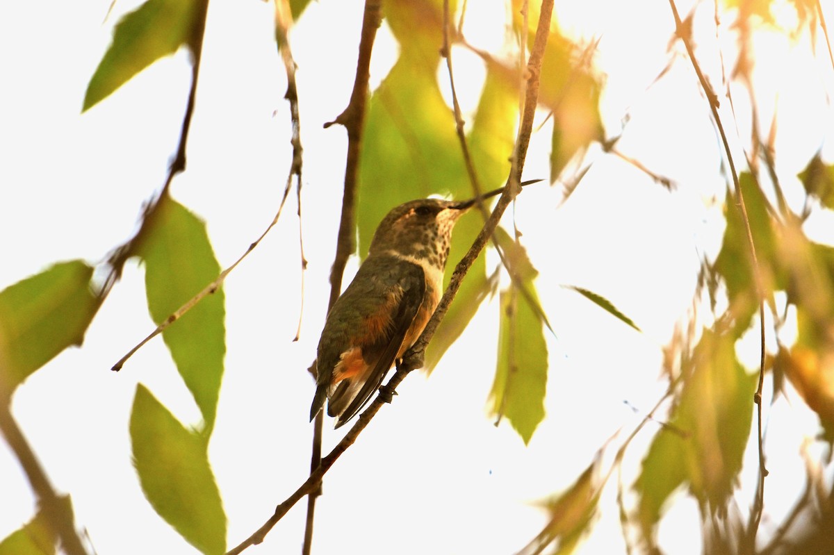 Allen's Hummingbird - ML621834389