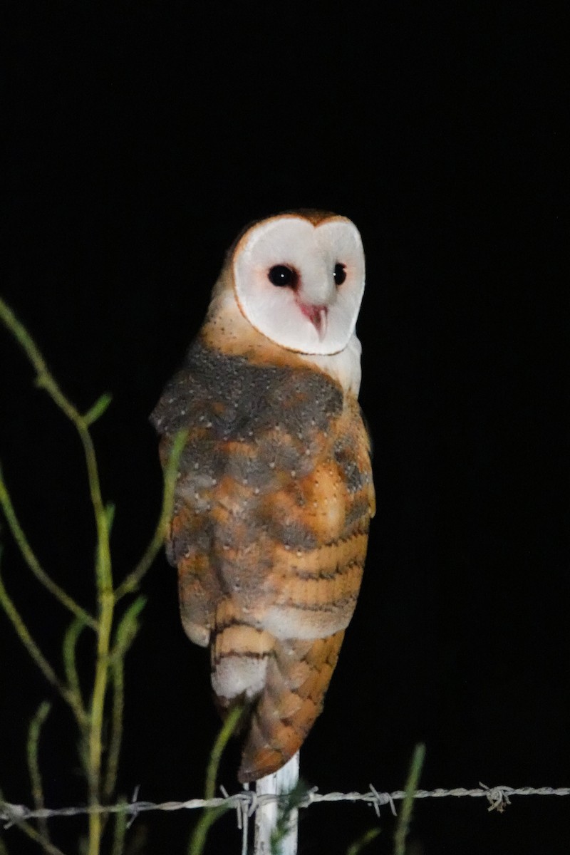 Barn Owl - Eric Smith Jr.