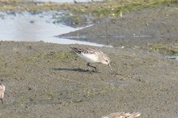 tanımsız küçük kumkuşu (Calidris sp.) - ML621834463