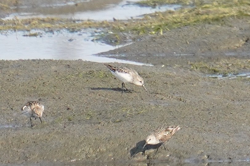 Calidris sp. (peep sp.) - ML621834464