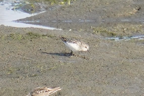 Calidris sp. (peep sp.) - ML621834465