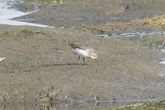 Calidris sp. (peep sp.) - ML621834467