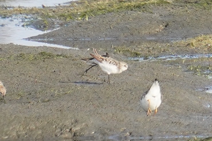 tanımsız küçük kumkuşu (Calidris sp.) - ML621834468