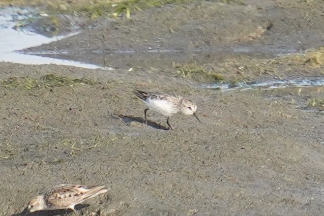 tanımsız küçük kumkuşu (Calidris sp.) - ML621834469