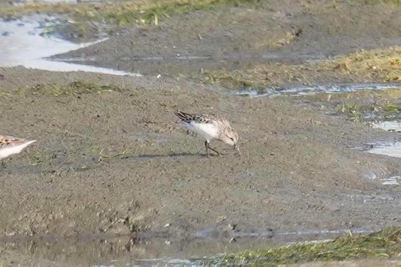 Calidris sp. (peep sp.) - ML621834470