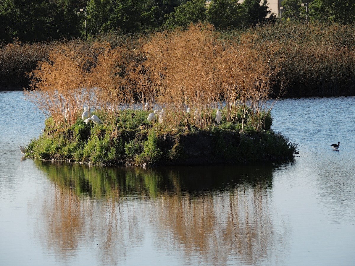 Great Egret - ML621834499