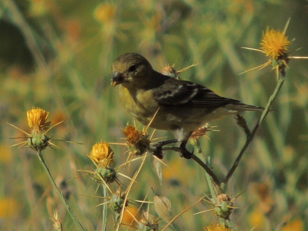 Lesser Goldfinch - ML621834509