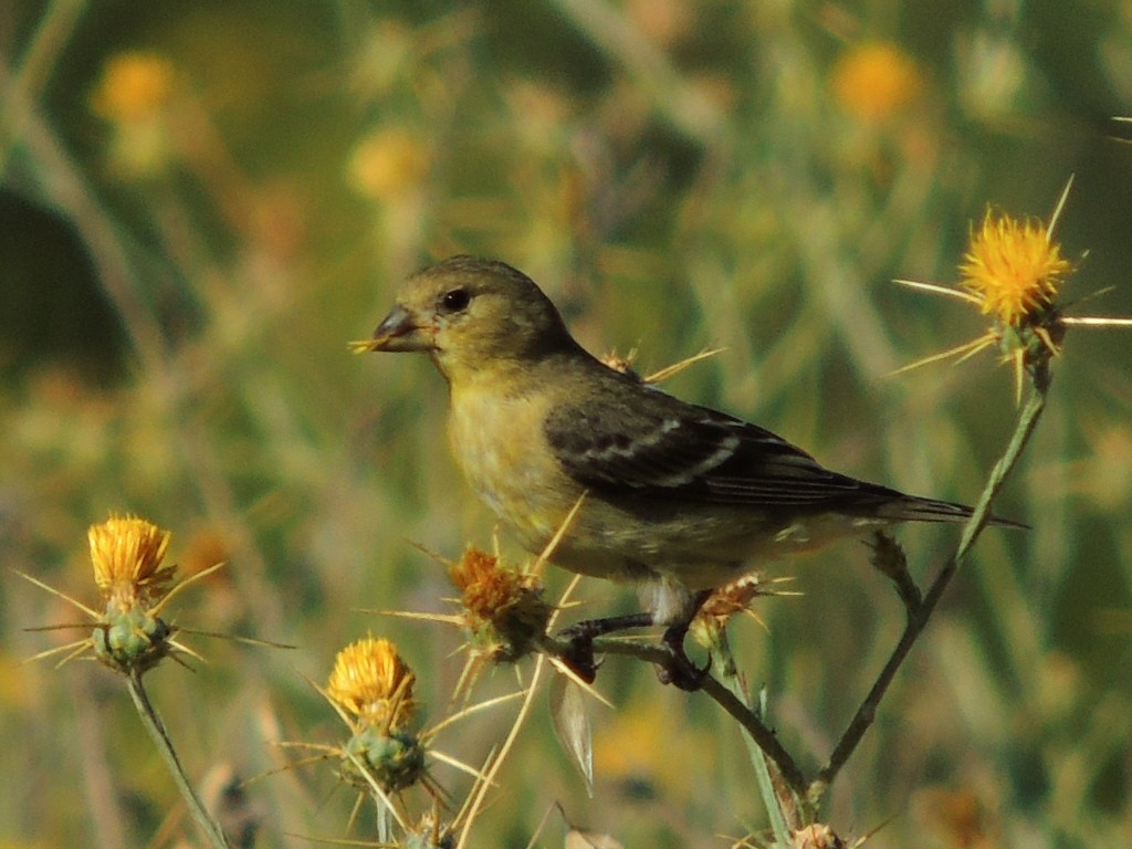 Lesser Goldfinch - ML621834510